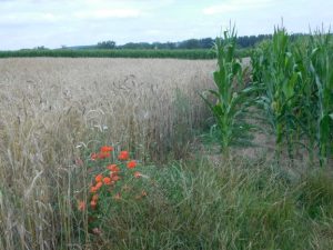 Alternatieve granen voor brouwen van bier