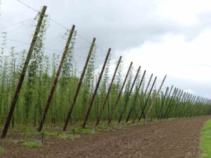 Hopveld Bree-Eik